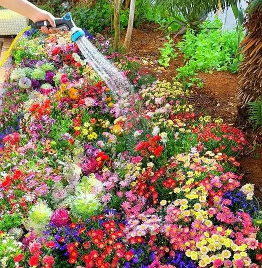Mix Flower Seeds (Pack of 100 Seeds) And Get Plant Growth Supplement Free