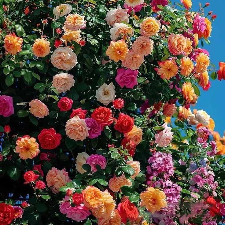 Elegant Climbing Rose Flower Seeds - 9 Rare and Breathtaking Colors Seeds (IMPORTED)