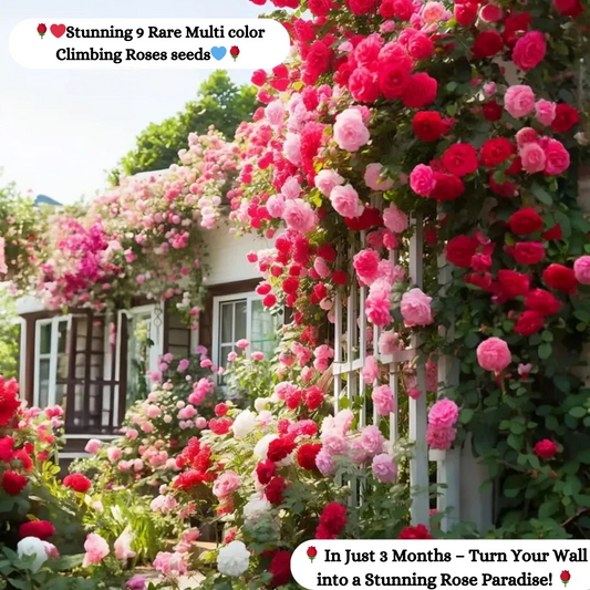 Elegant Climbing Rose Flower Seeds - 9 Rare and Breathtaking Colors Seeds (IMPORTED)